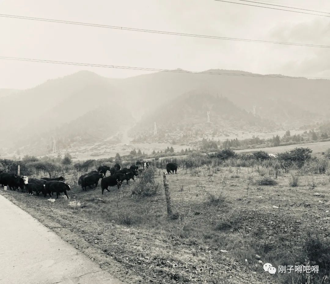 目前農村種什么最賺錢,農村創業種植項目大全,種什么最賺錢農村