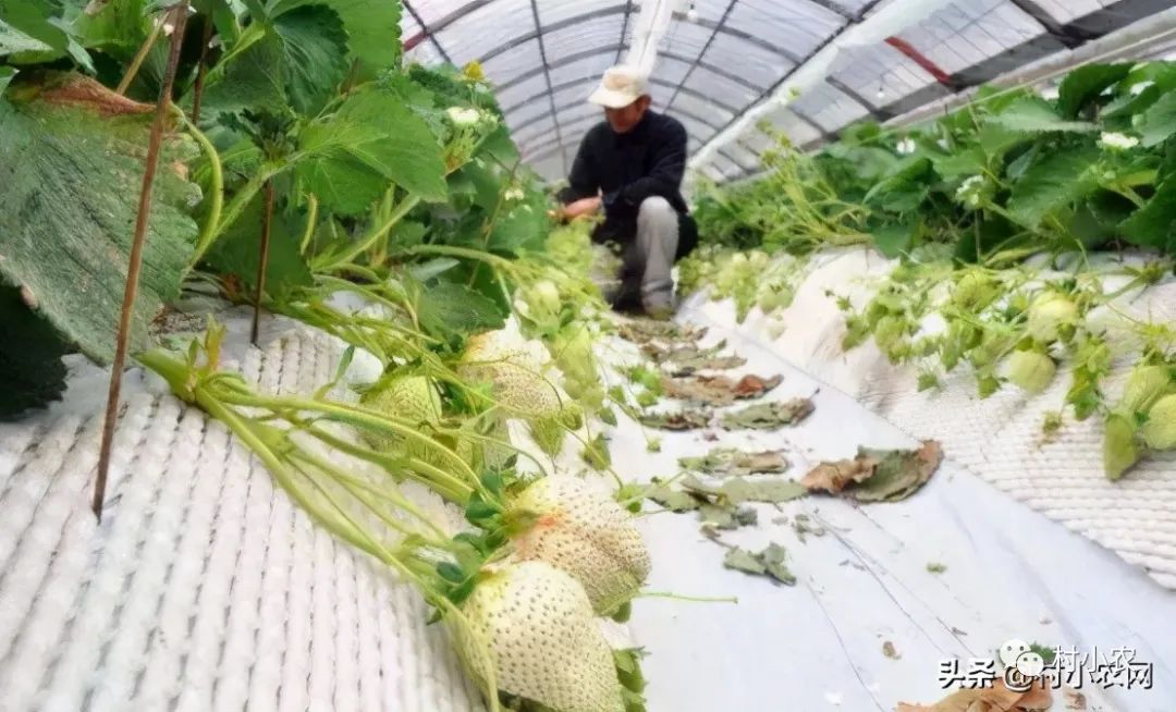 現在農村種什么最掙錢,種植比較有前景的項目,農村種什么最掙錢