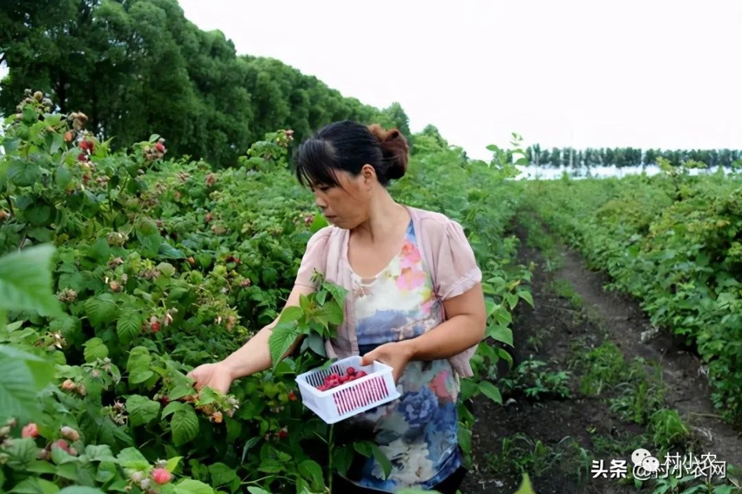 現在農村種什么最掙錢,種植比較有前景的項目,農村種什么最掙錢