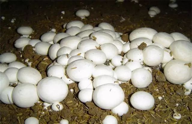 推薦5個農(nóng)村種植致富好項目,適合農(nóng)村家庭致富項目推薦,種植致富好項目