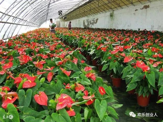 創(chuàng)業(yè)致富新穎點子,目前比較好的創(chuàng)業(yè)項目,創(chuàng)業(yè)致富點子