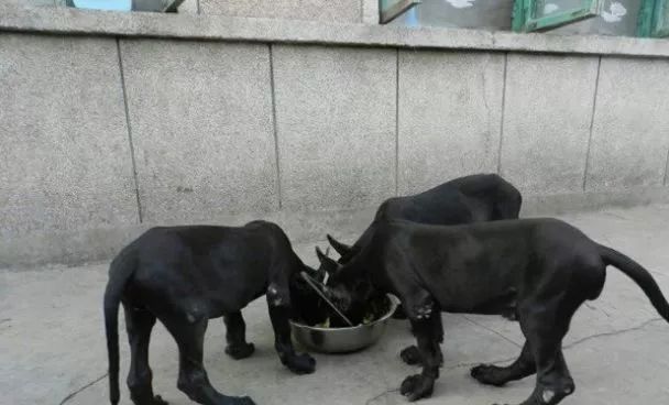 現(xiàn)在什么養(yǎng)殖賺錢又簡單,盤點新手比較掙錢又好銷售的項目,什么養(yǎng)殖賺錢