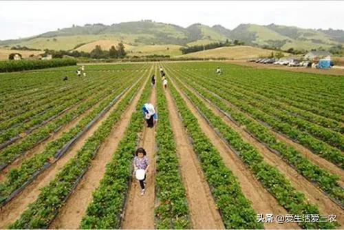 種植業致富項目錢前景好,室內致富項目大全,種植業致富項目