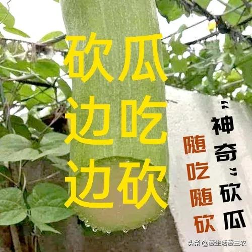 種植業致富項目錢前景好,室內致富項目大全,種植業致富項目