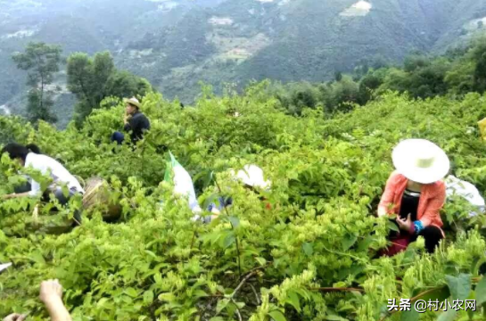 農村做什么項目投資小賺錢快,0元投資在家就能賺錢項目,什么項目投資小賺錢快