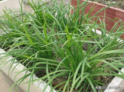 現(xiàn)在種植什么好賣,分享農(nóng)村最有潛力種植項(xiàng)目,種植什么好