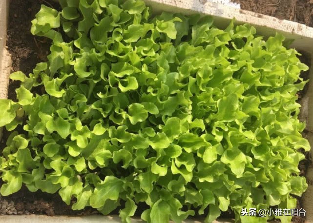 現(xiàn)在種植什么好賣,分享農(nóng)村最有潛力種植項(xiàng)目,種植什么好