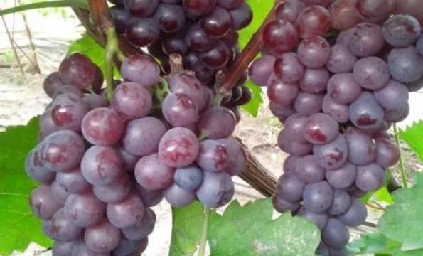 2021年農(nóng)村種植好項(xiàng)目,種植最有潛力的5個(gè)項(xiàng)目,農(nóng)村種植好項(xiàng)目