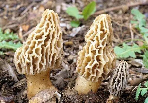 2021年農(nóng)村種植好項(xiàng)目,種植最有潛力的5個(gè)項(xiàng)目,農(nóng)村種植好項(xiàng)目