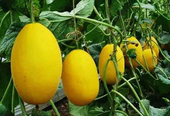 2021年農(nóng)村種植好項(xiàng)目,種植最有潛力的5個(gè)項(xiàng)目,農(nóng)村種植好項(xiàng)目