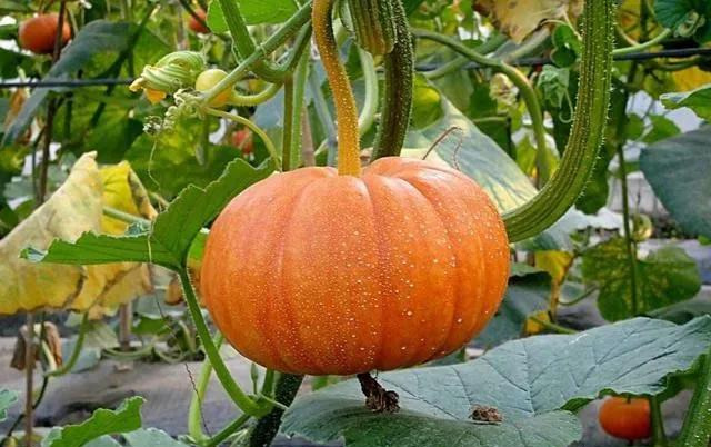 2021年農(nóng)村種植好項(xiàng)目,種植最有潛力的5個(gè)項(xiàng)目,農(nóng)村種植好項(xiàng)目