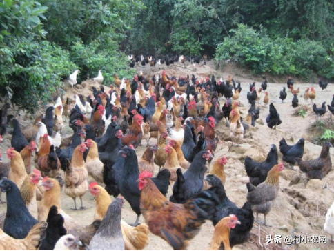 在農村如何致富賺錢,沒本錢月入2萬的12個小生意,在農村如何致富