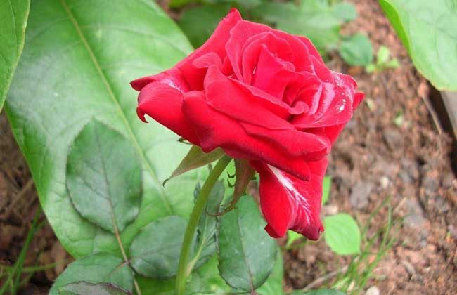 農(nóng)村致富種植什么好,3種新農(nóng)業(yè)致富項(xiàng)目推薦,農(nóng)村致富種植
