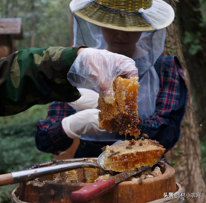 最新養殖項目相關推薦,農村今年適合養殖什么,最新養殖項目