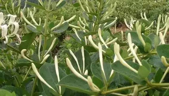 農村做什么致富門路,10個不起眼的創業項目推薦,農村做什么致富