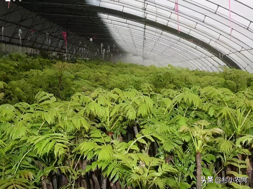 目前農村創業致富好項目,這10個農村致富項目總有一個適合你,農村創業致富好項目