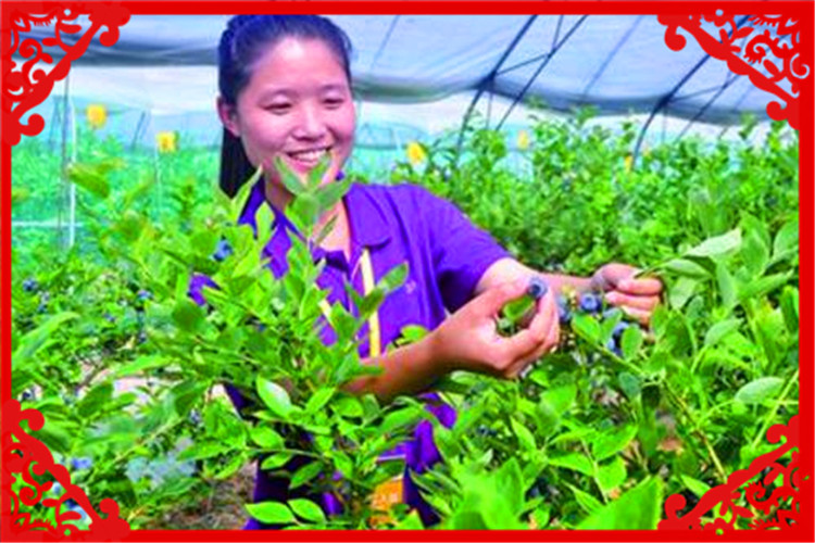 目前種植什么最賺錢收益快,趕緊試試這9個種植項目,種植什么最賺錢