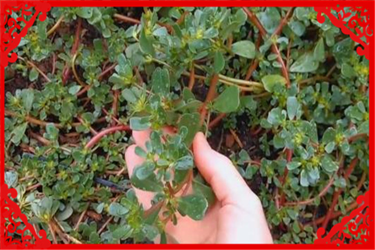 目前種植什么最賺錢收益快,趕緊試試這9個種植項目,種植什么最賺錢