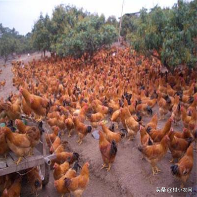 農(nóng)村養(yǎng)殖業(yè)什么好掙錢,一萬元養(yǎng)殖創(chuàng)業(yè)項目推薦,農(nóng)村養(yǎng)殖業(yè)