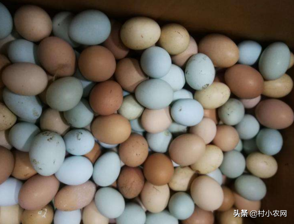 農(nóng)村養(yǎng)殖業(yè)什么好掙錢,一萬元養(yǎng)殖創(chuàng)業(yè)項目推薦,農(nóng)村養(yǎng)殖業(yè)