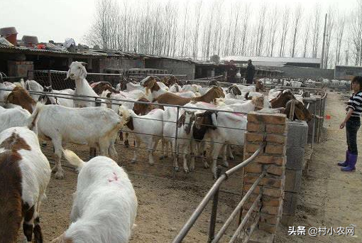 現(xiàn)在養(yǎng)殖什么最賺錢見效快,在家小面積養(yǎng)什么掙錢,現(xiàn)在養(yǎng)殖什么最賺錢