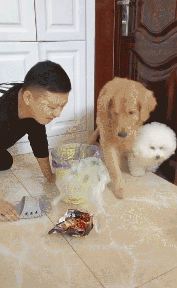 寵物食品廣告語大全,狗糧銷售話術分享篇,寵物食品廣告語