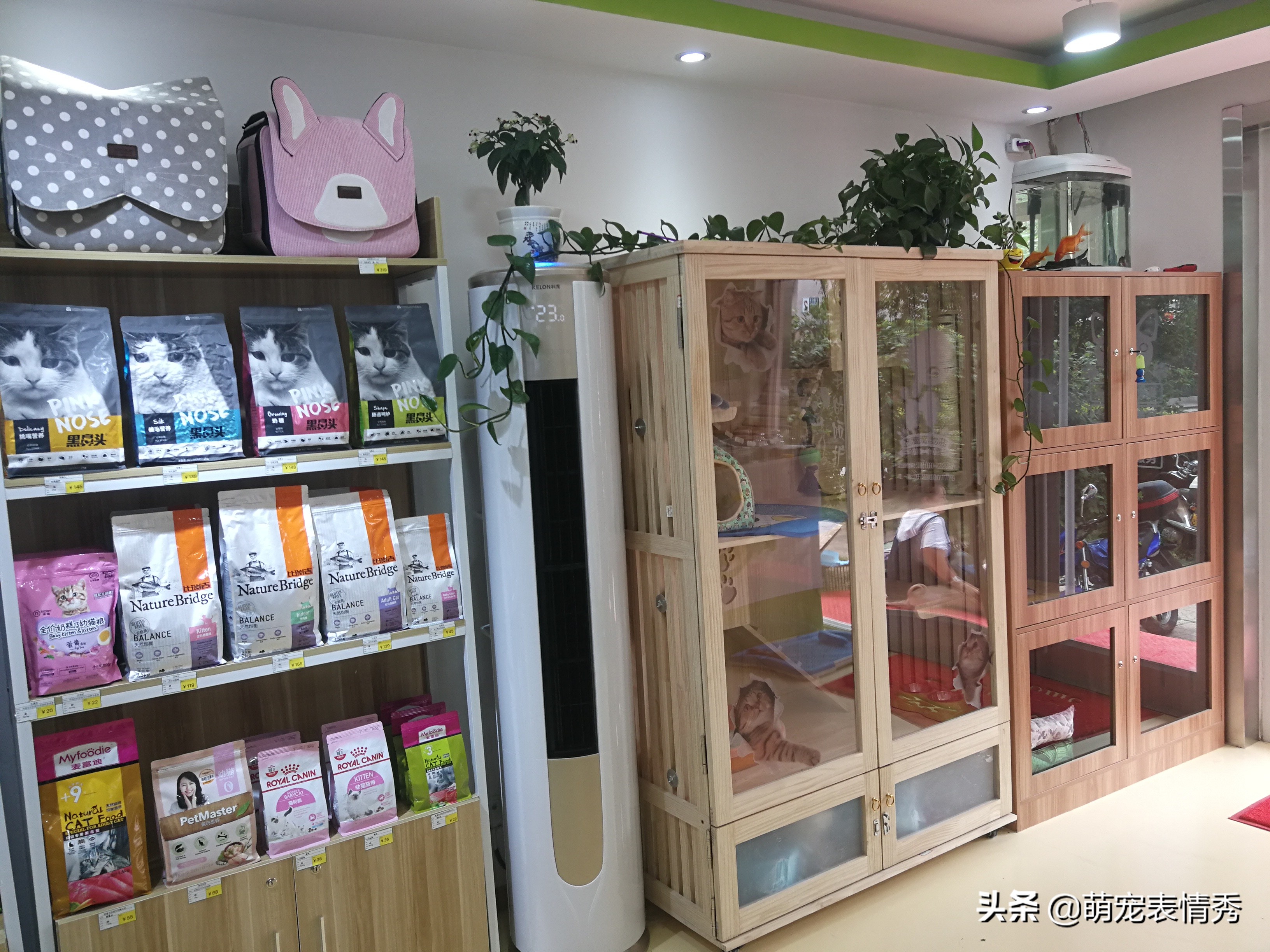 網上自己開寵物用品店賺錢嗎,全案解析寵物行業的暴利,開寵物用品店賺錢嗎