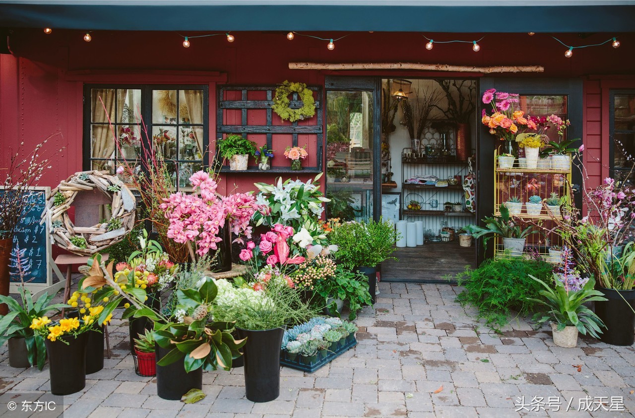 新手開花店怎樣賺錢,揭秘網(wǎng)上開綠植店和花店賺錢對比,開花店怎樣賺錢