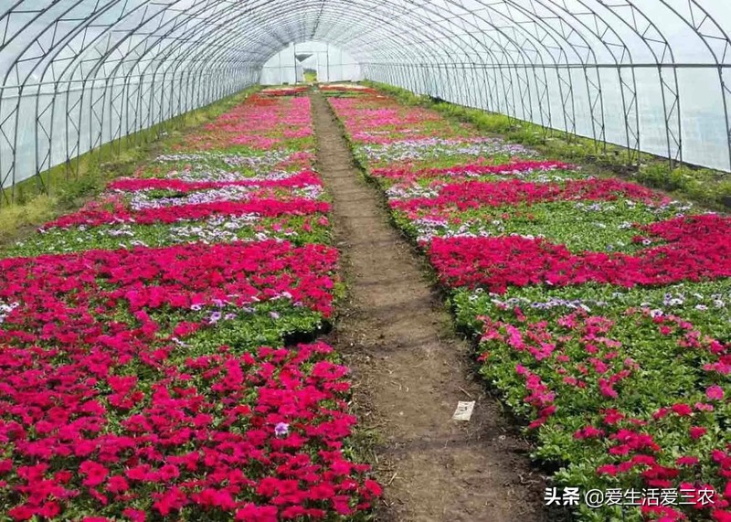 農(nóng)村怎樣致富快,2021年前景最好的項(xiàng)目,農(nóng)村怎樣致富