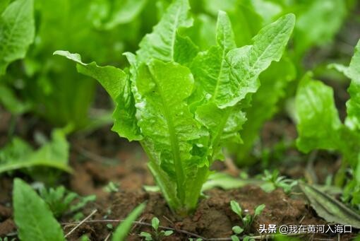 最掙錢沒人干的行業(yè)有哪些,這7個(gè)項(xiàng)目值得考慮,最掙錢沒人干的行業(yè)