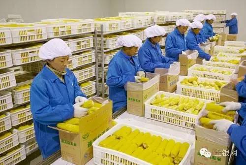 食品加工好項目有哪些,2021年農(nóng)村食品加工項目,食品加工好項目