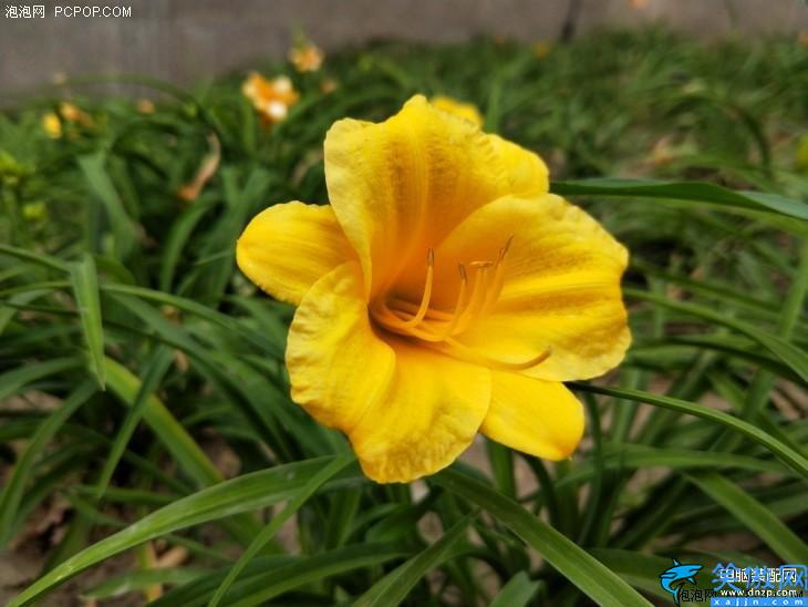 oppo r11參數(shù)配置詳細,OPPO R11全面評測