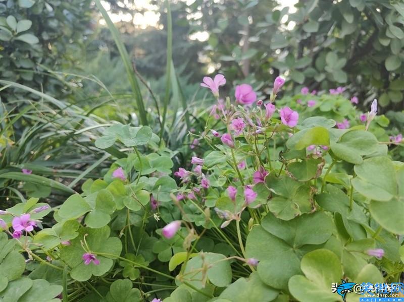 一加9rt怎么樣值得入手么,全能的直屏機皇,一加9RT評測